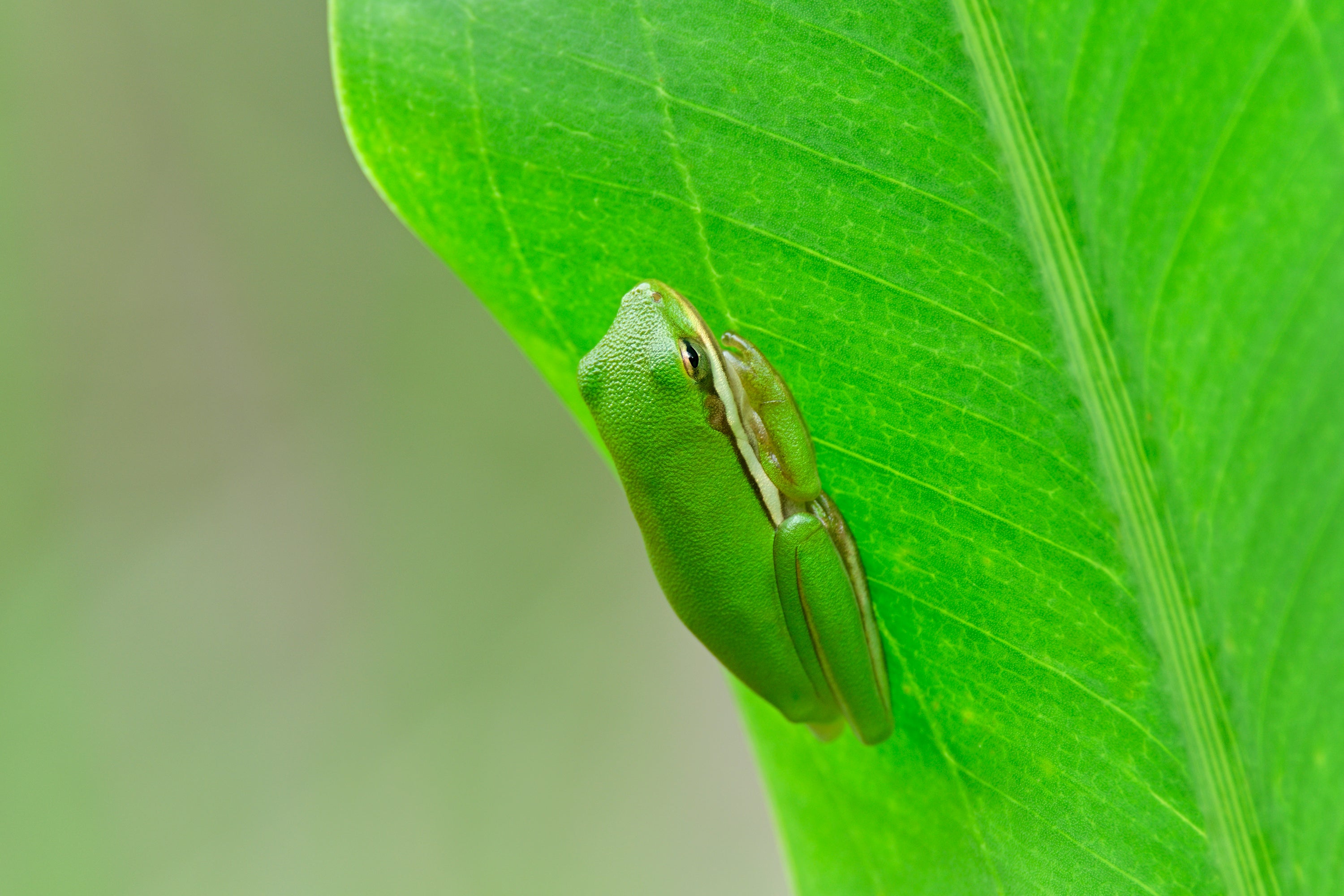 A large green leaf with a frog on it